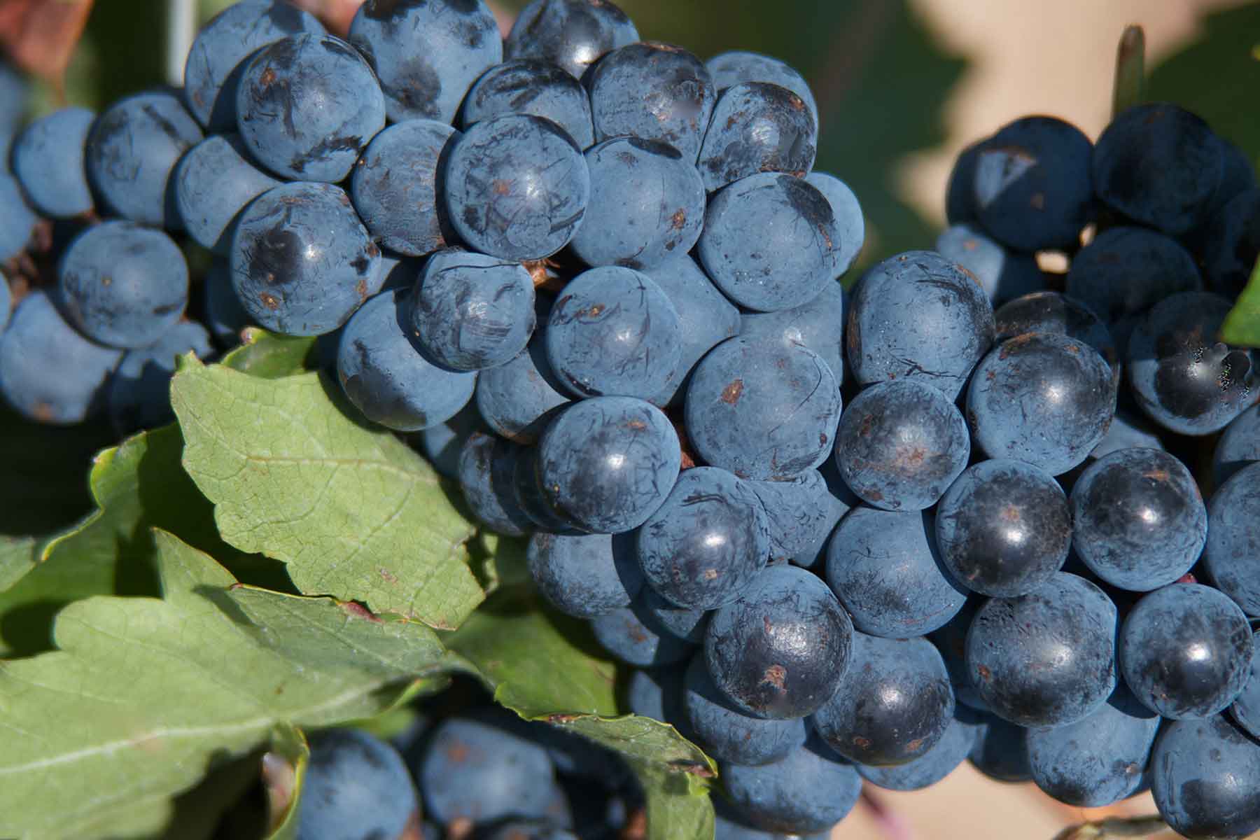 Our Grape Varieties include Tempranillo