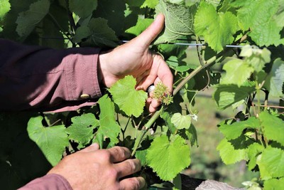 Make a Toast to the Environment at Pedernales Cellars, a Pioneering Texas Hill Country Winery